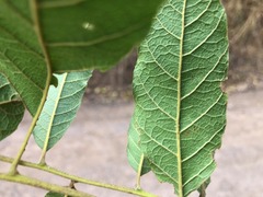 Cupaniopsis tomentella