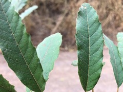 Cupaniopsis tomentella