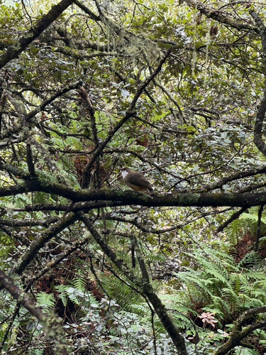 Garrulax albogularis observed 2026-09-21