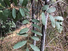 Cupaniopsis tomentella