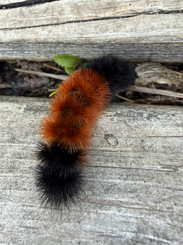 Isabella Tiger Moth