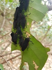 Sephina