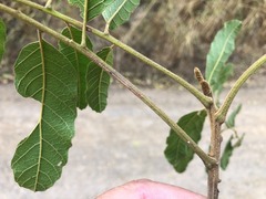 Cupaniopsis tomentella