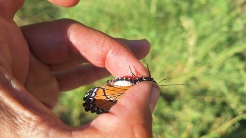 Southwest Viceroy