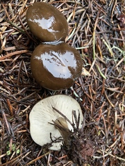 Melanoleuca angelesiana