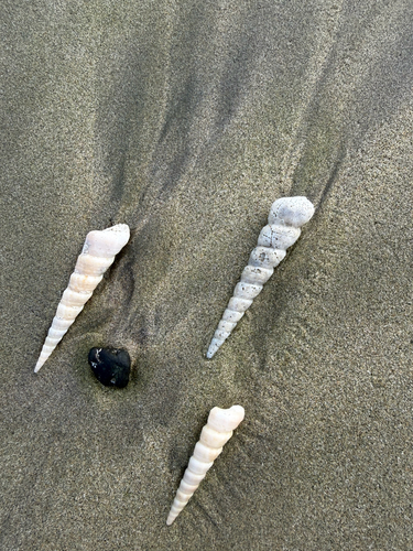 Turritella leucostoma observed 2026-09-21