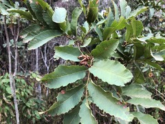 Cupaniopsis tomentella