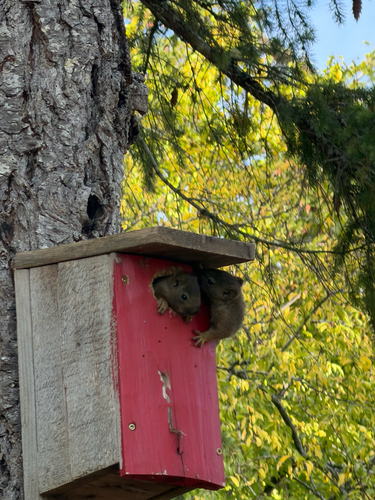 Vancouver Island Red Squirrel