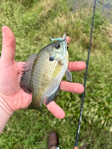 Bluegill
