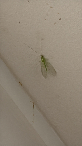 Red-lipped Green Lacewing
