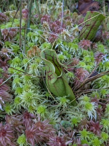 purple pitcher plant