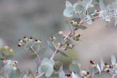 Eucalyptus gillii