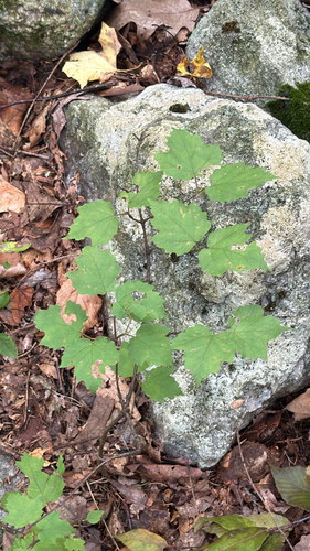mapleleaf viburnum