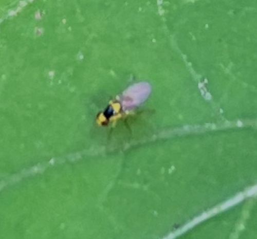 Liriomyza brassicae observed 2026-09-21