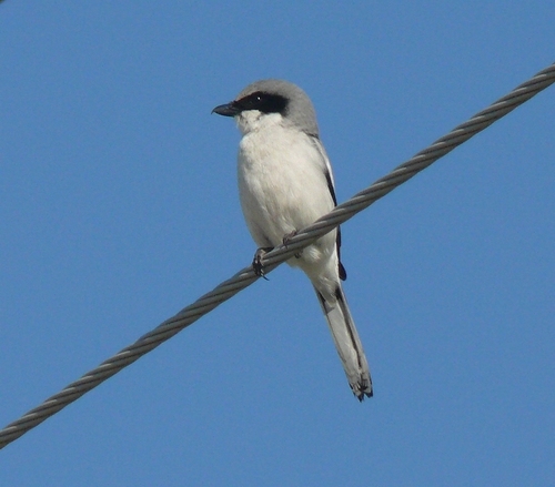 Loggerhead Shrike (Birds of the Preserve at Shaker Village) · iNaturalist