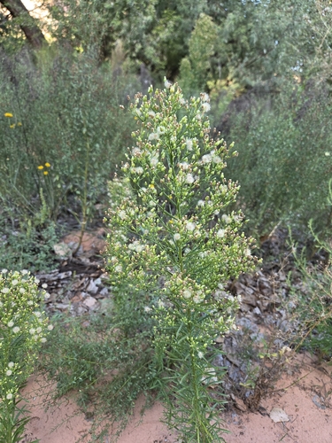 horseweed