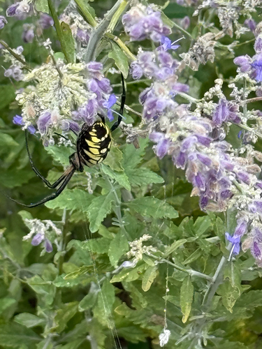 Yellow Garden Spider