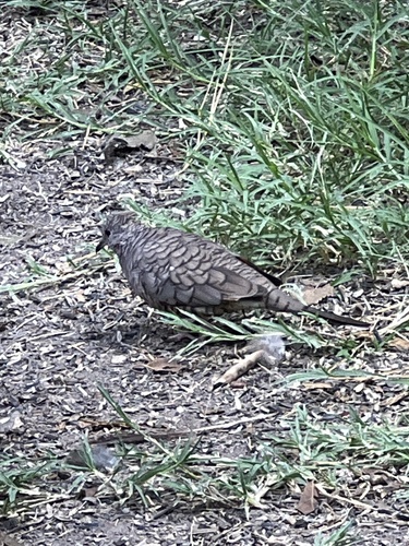 Inca Dove