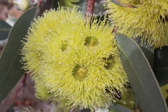 Eucalyptus woodwardii