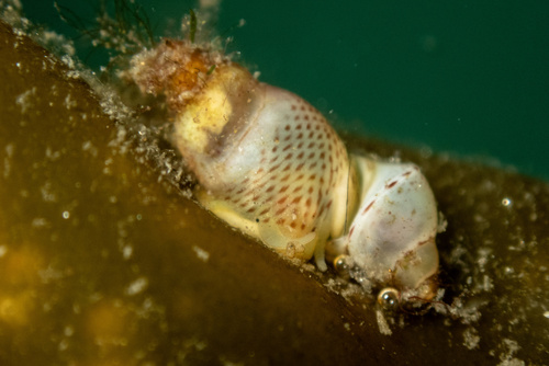 Lacuna unifasciata, 2026-09-18