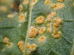 Puccinia caricina