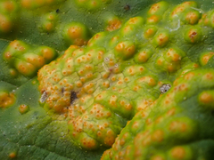 Puccinia caricina