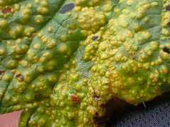 Puccinia caricina
