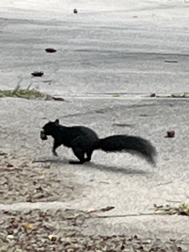 Eastern Fox Squirrel