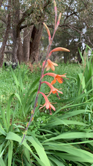 Watsonia meriana, photograph (c) Millie Brady, some rights reserved (CC BY)