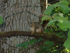 Sciurus carolinensis