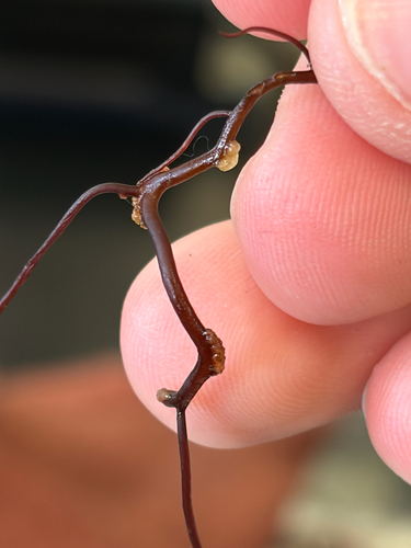 Gracilariophila, 2026-09-21