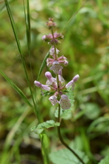 Stachys rigida