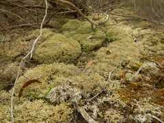 Pulchrocladia corallaizon