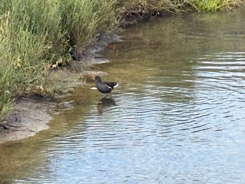 Eurasian Moorhen