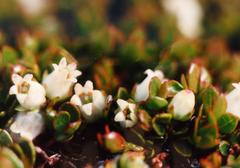 Gaultheria nubicola