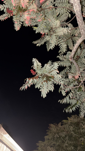 staghorn sumac