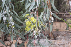 Eucalyptus woodwardii