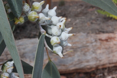 Eucalyptus woodwardii
