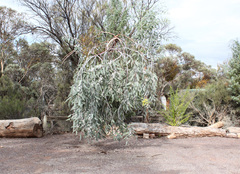 Eucalyptus woodwardii