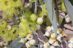 Eucalyptus woodwardii