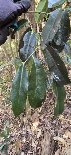 Wilkiea macrophylla, 2026-09-22