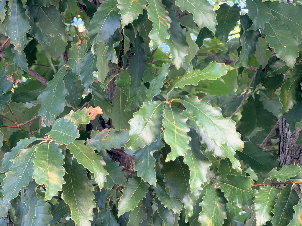 Quercus muehlenbergii; photograph (c) Sue Ann Kendall, some rights reserved (CC BY)