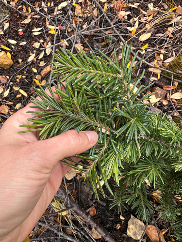 Abies lasiocarpa, photograph 5
