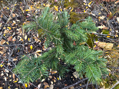 Abies lasiocarpa, photograph (c) Allison Gray, some rights reserved (CC BY)