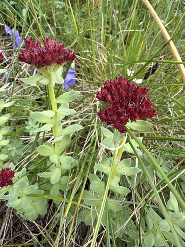 Rhodiola integrifolia, photograph 5