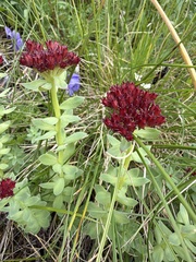 Rhodiola integrifolia, photograph (c) Matt Berger, some rights reserved (CC BY)