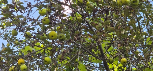 apple