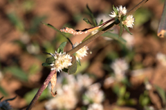 Alternanthera angustifolia