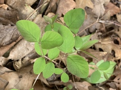 Symphoricarpos albus albus
