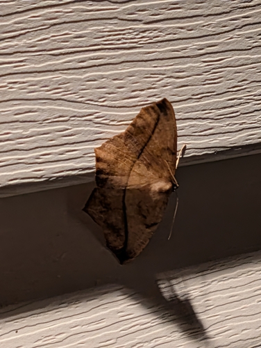 Large Maple Spanworm Moth